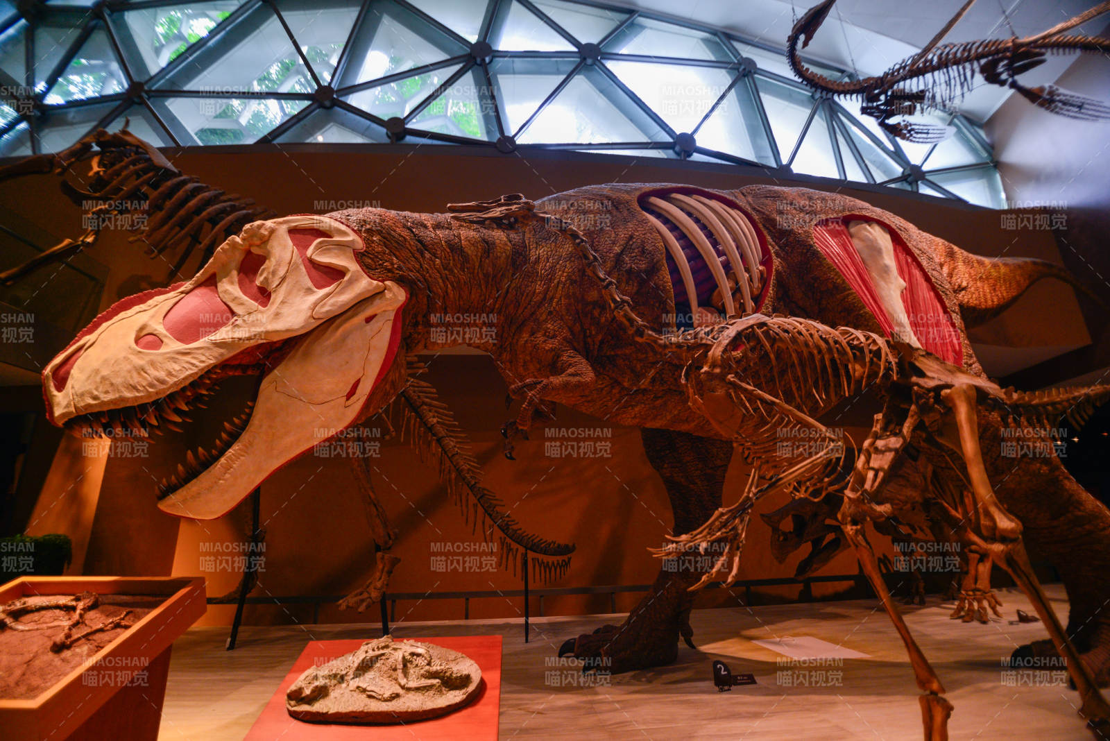 恐龙化石展图片