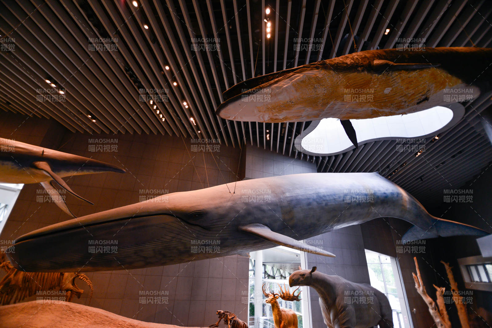 鲸鱼标本展厅图片