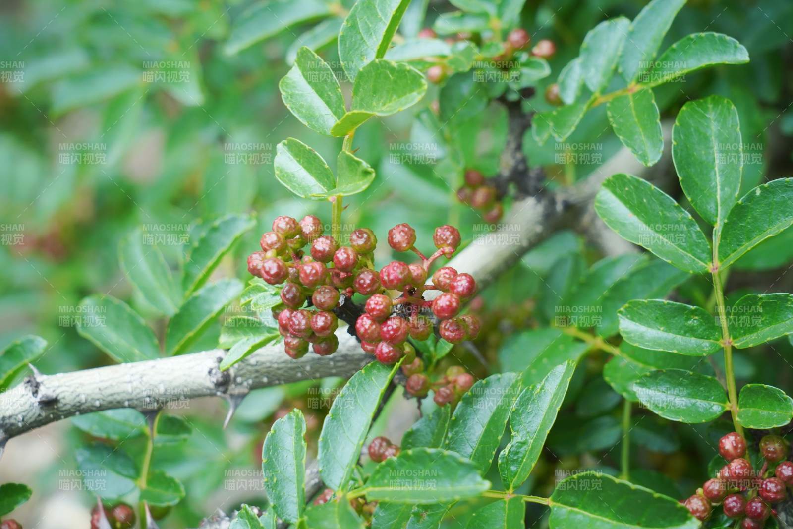 花椒果实累累图片