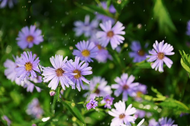 紫花雨中绽放图片