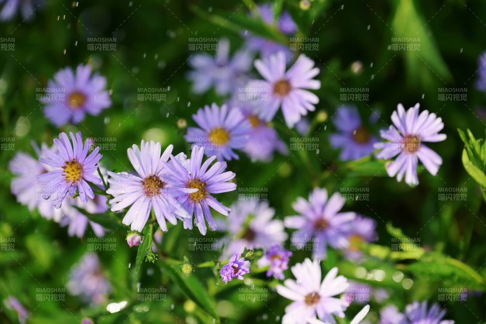 紫花雨中绽放图片