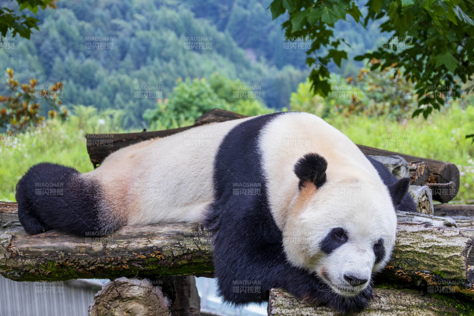 熊猫悠闲躺卧图片