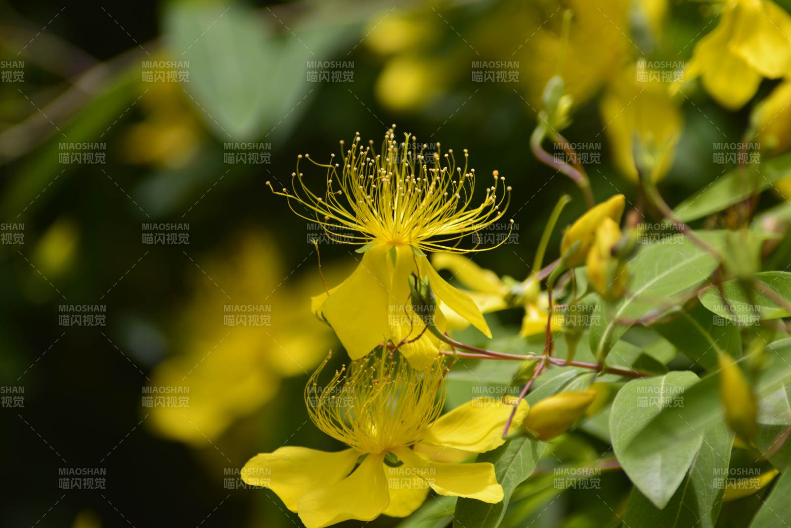 金丝桃绽放图片