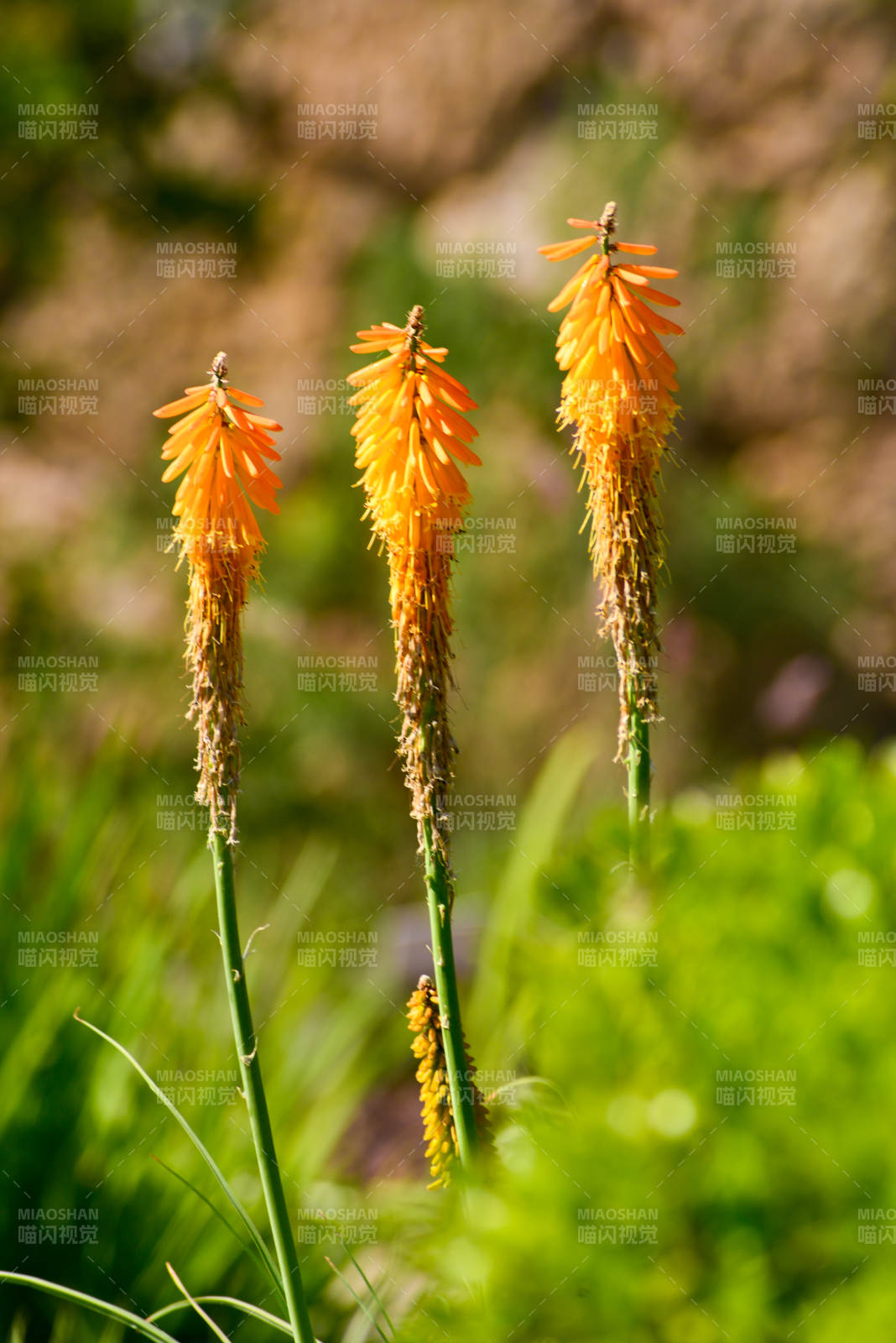 火炬花绽放图片