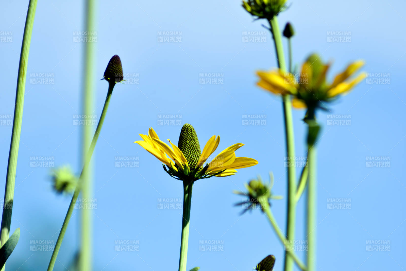 上海黄花绽放蓝天间图片