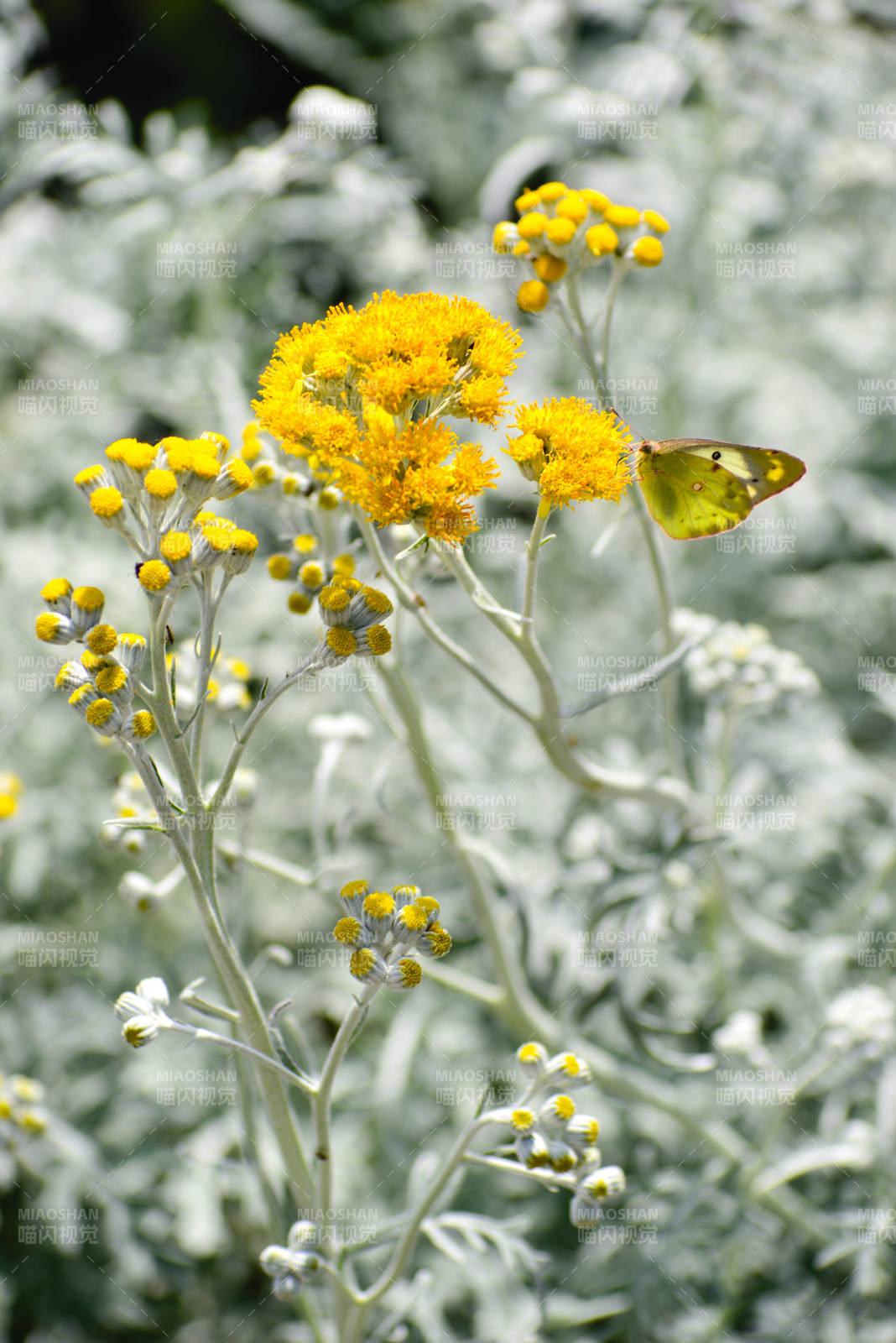黄花蝶舞银叶间图片