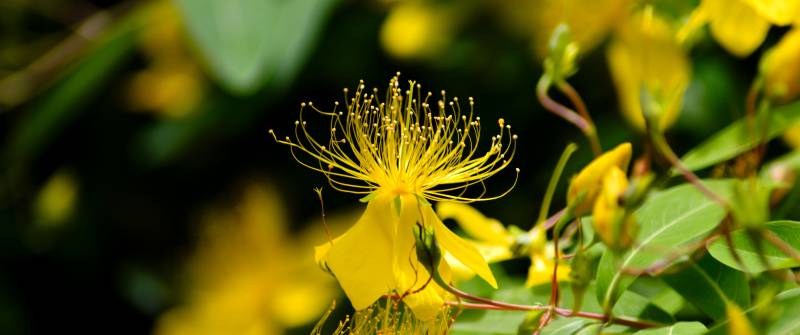 金丝桃绽放图片