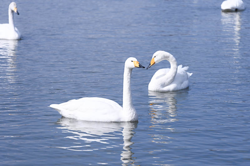 湖上天鹅相依图片