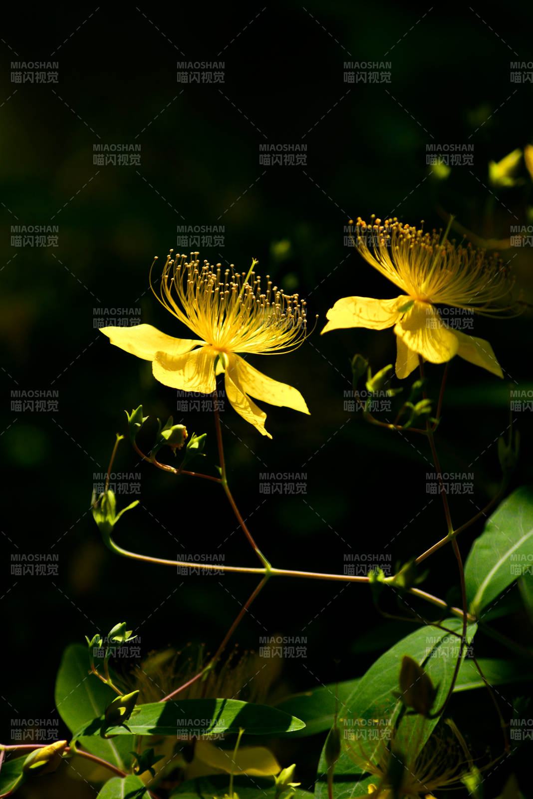 金丝桃绽放图片