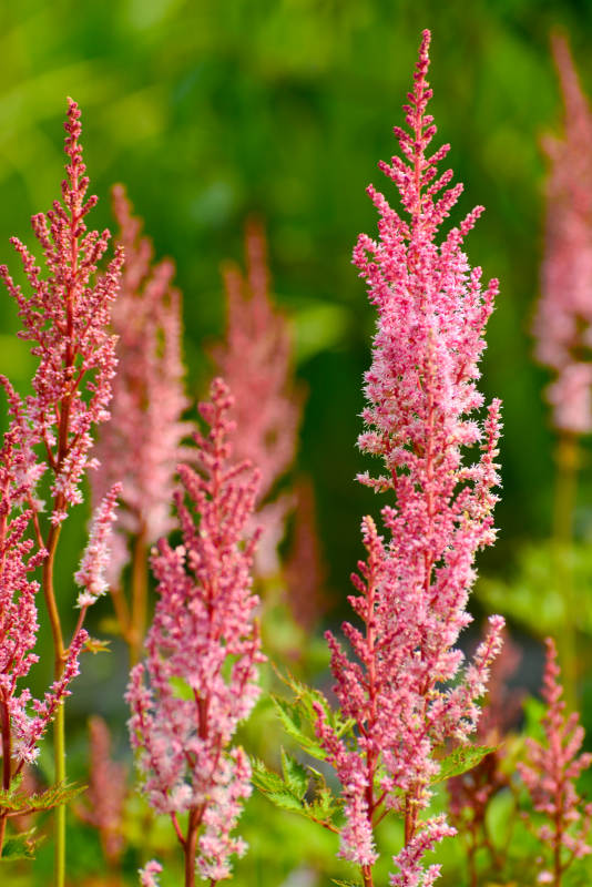 粉红花穗迎风摇曳图片