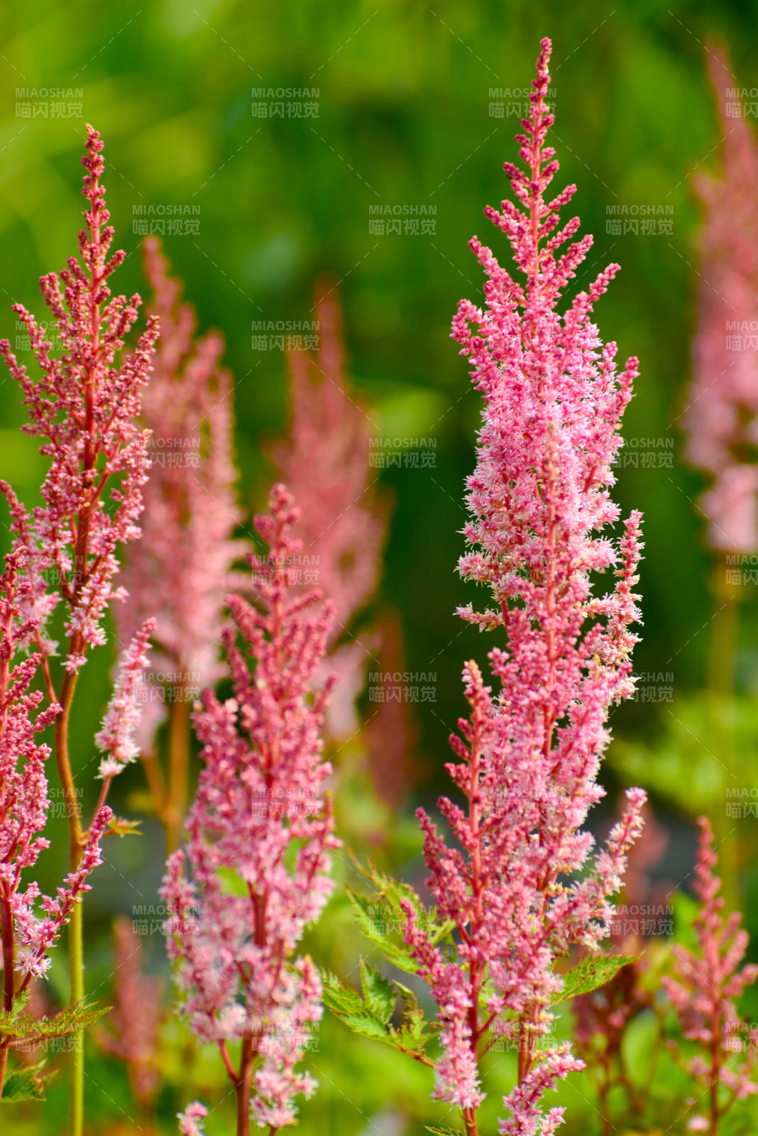 粉红花穗迎风摇曳图片
