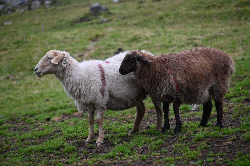 两只羊在草地上图片