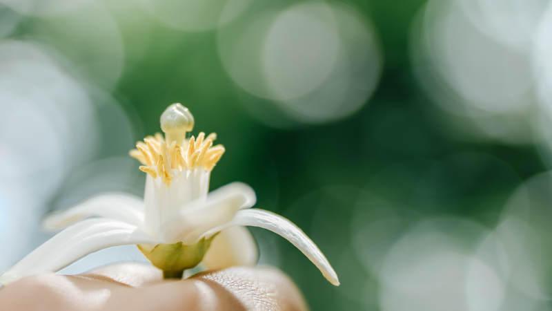 手捧洁白茉莉花图片