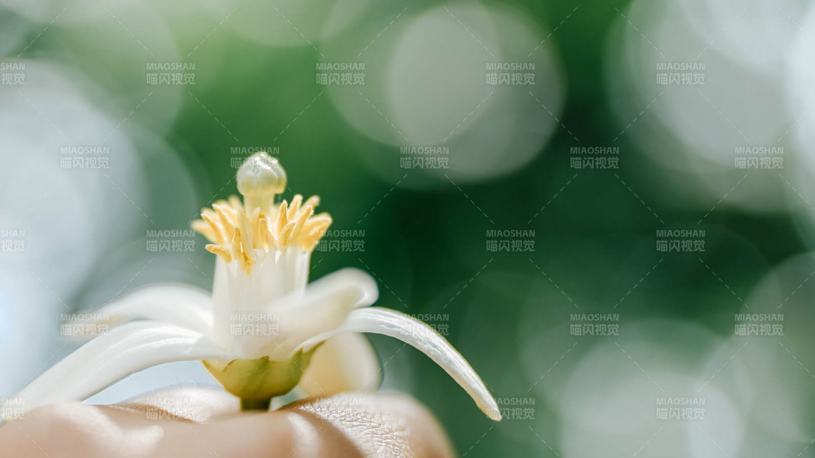 手捧洁白茉莉花图片