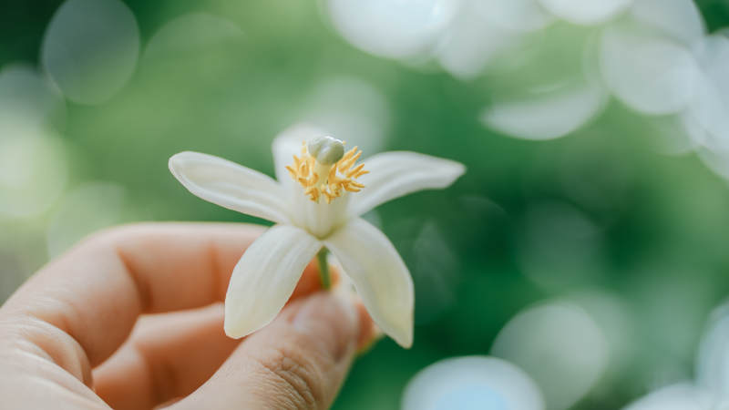 手捧洁白茉莉花图片