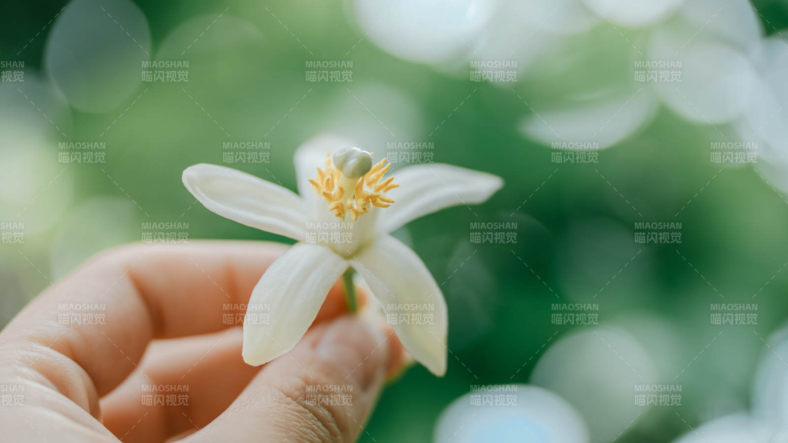 手捧洁白茉莉花图片