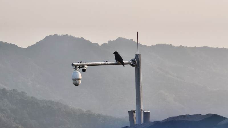 山间监控上的乌鸦图片