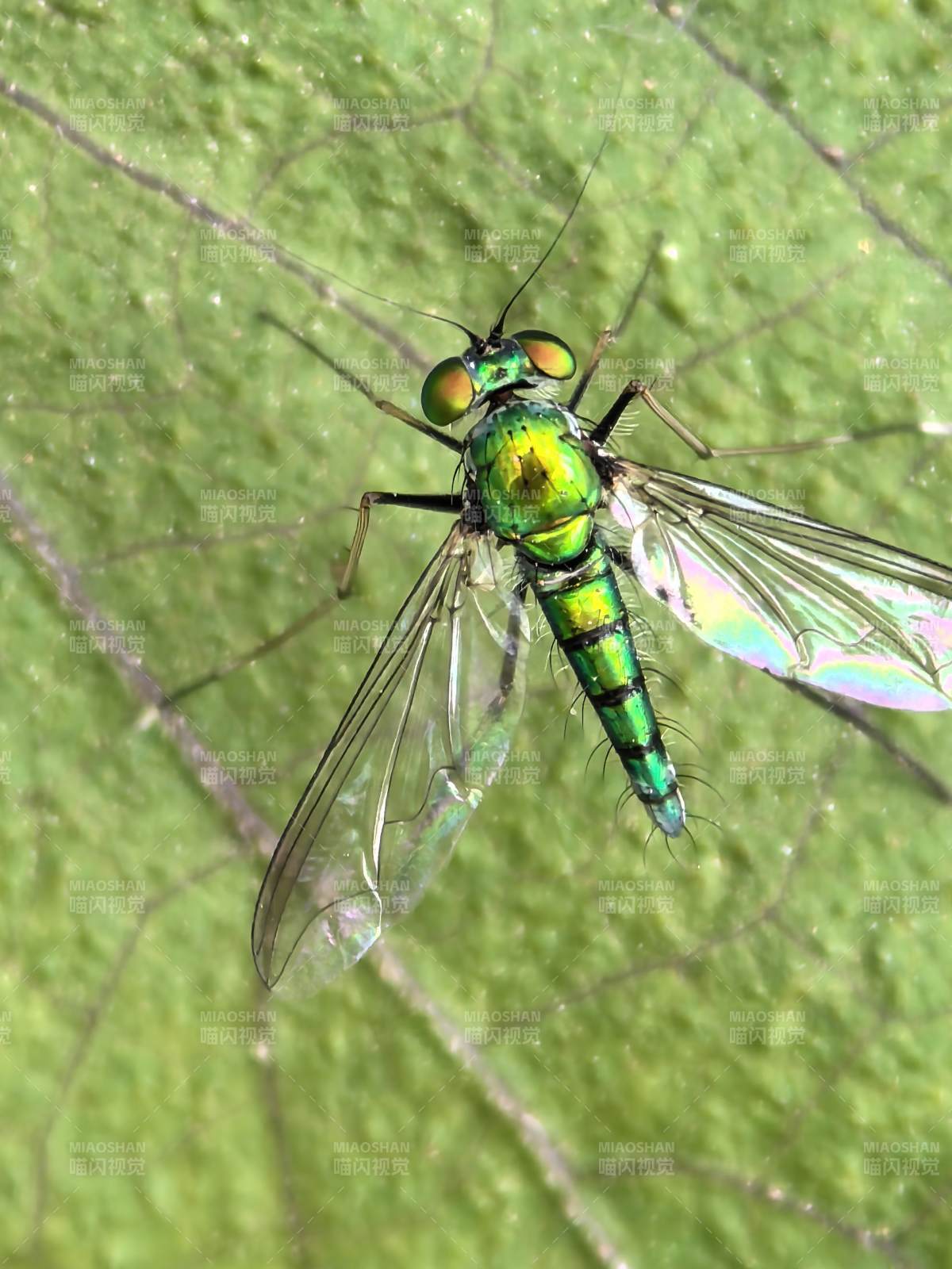 绿色昆虫图片
