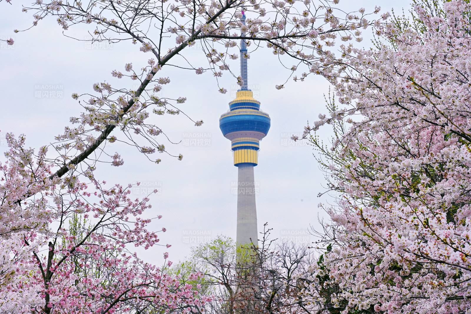 玉渊潭樱花映塔景图片
