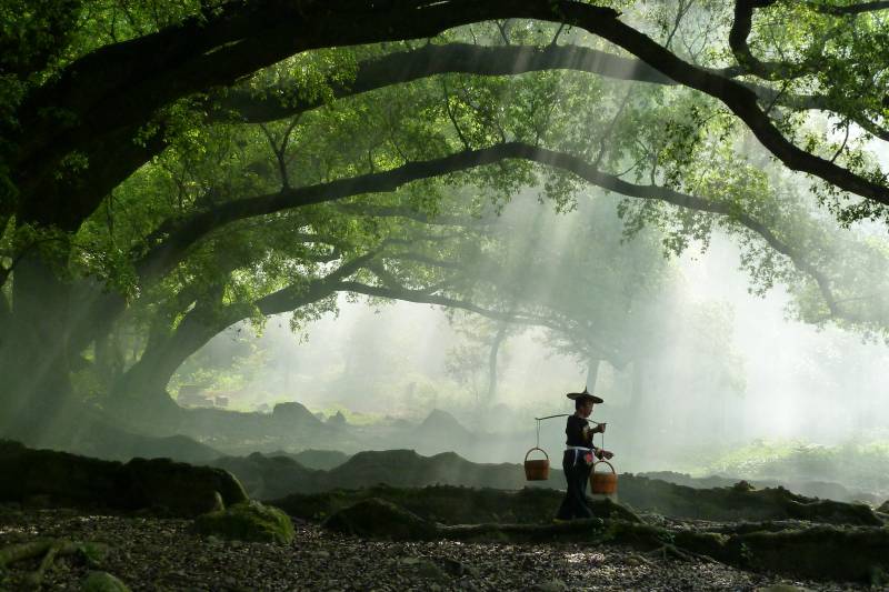 霞浦 雾林行者图片