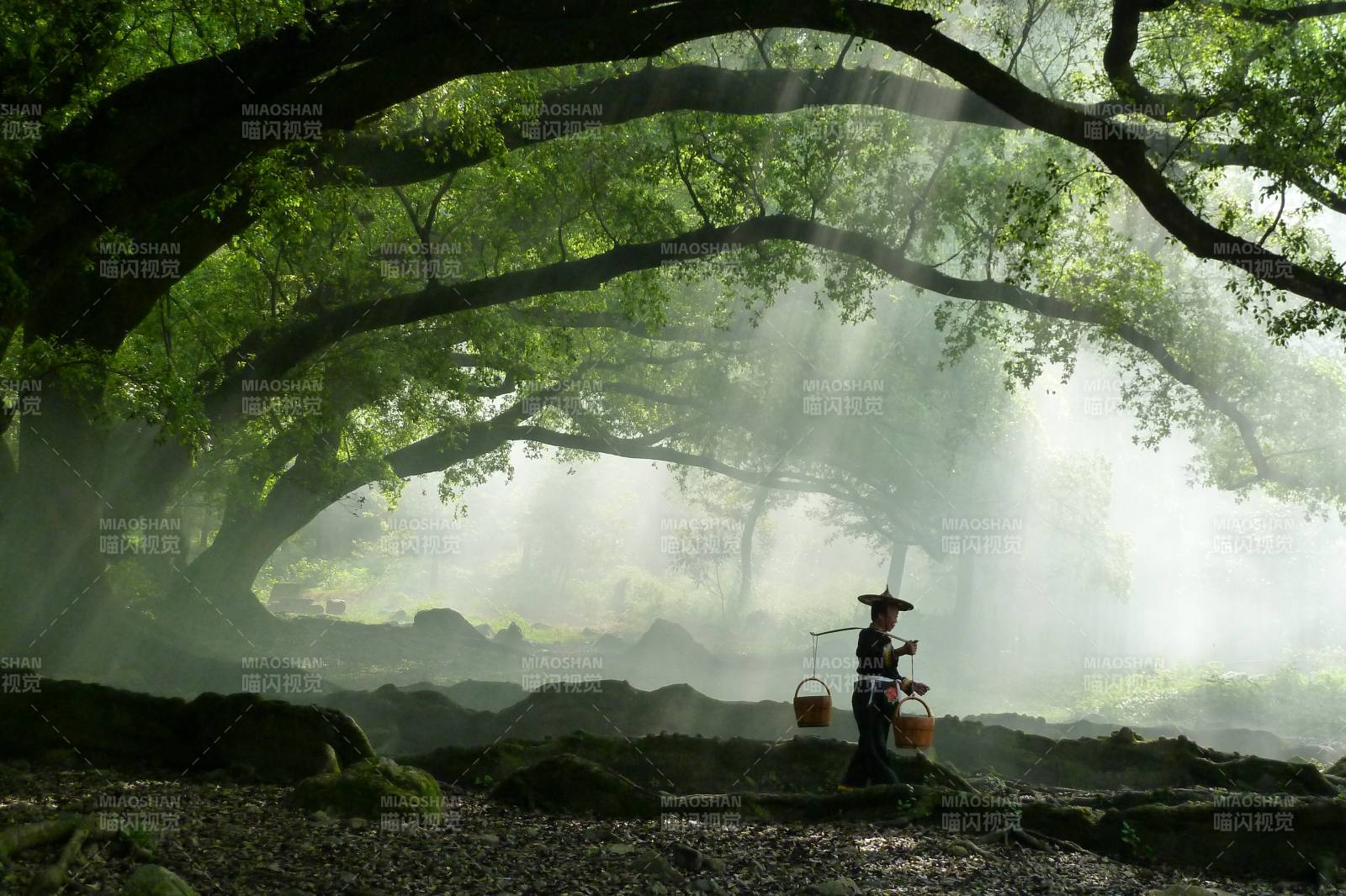 霞浦 雾林行者图片