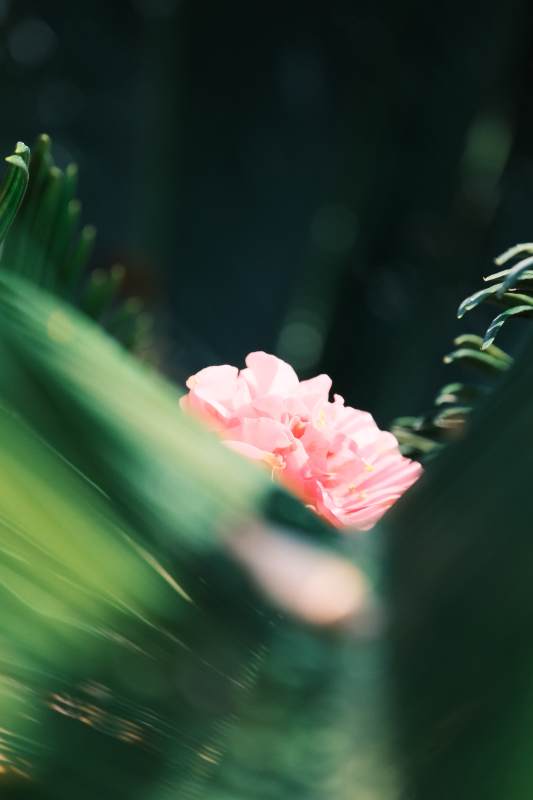 粉花绿叶映春光图片