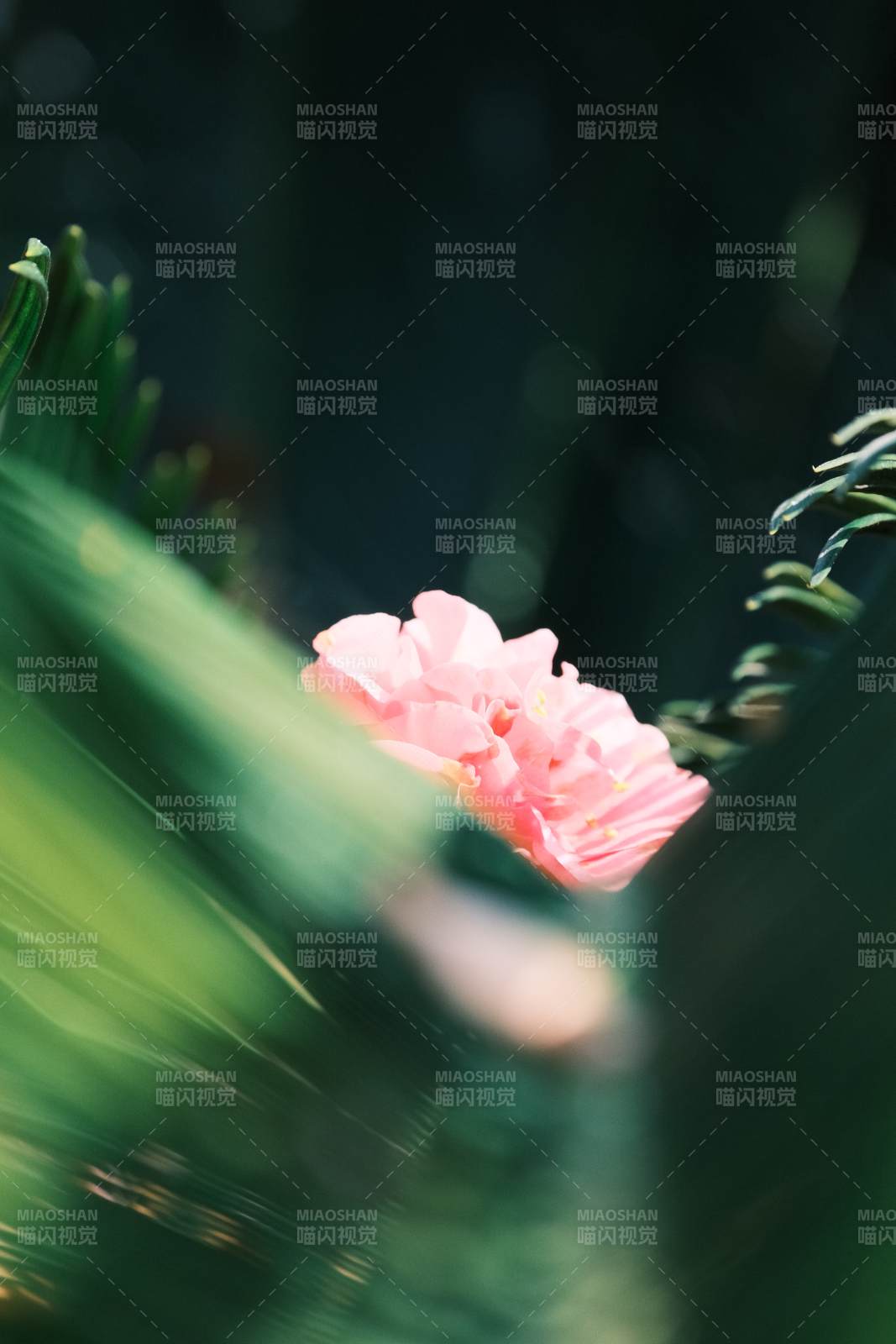 粉花绿叶映春光图片