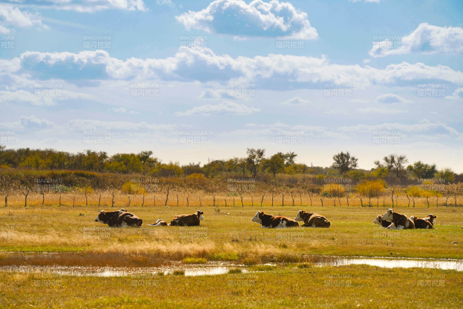 草原牛群休憩图图片