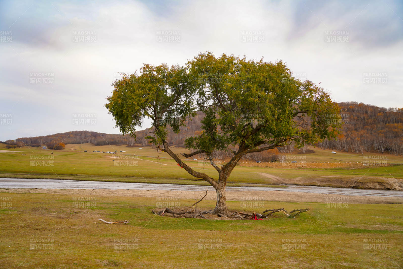 内蒙古草原孤树秋景图片