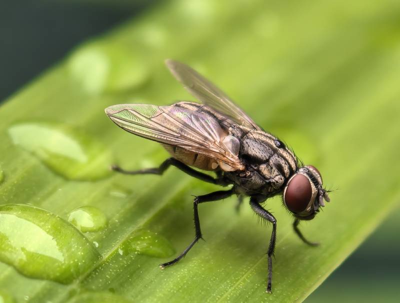 绿叶上的苍蝇图片