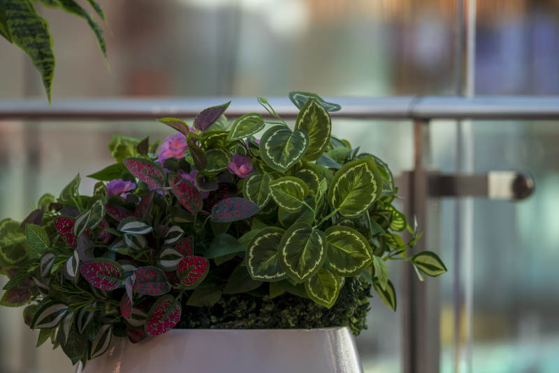 绿植盆栽 生机盎然图片