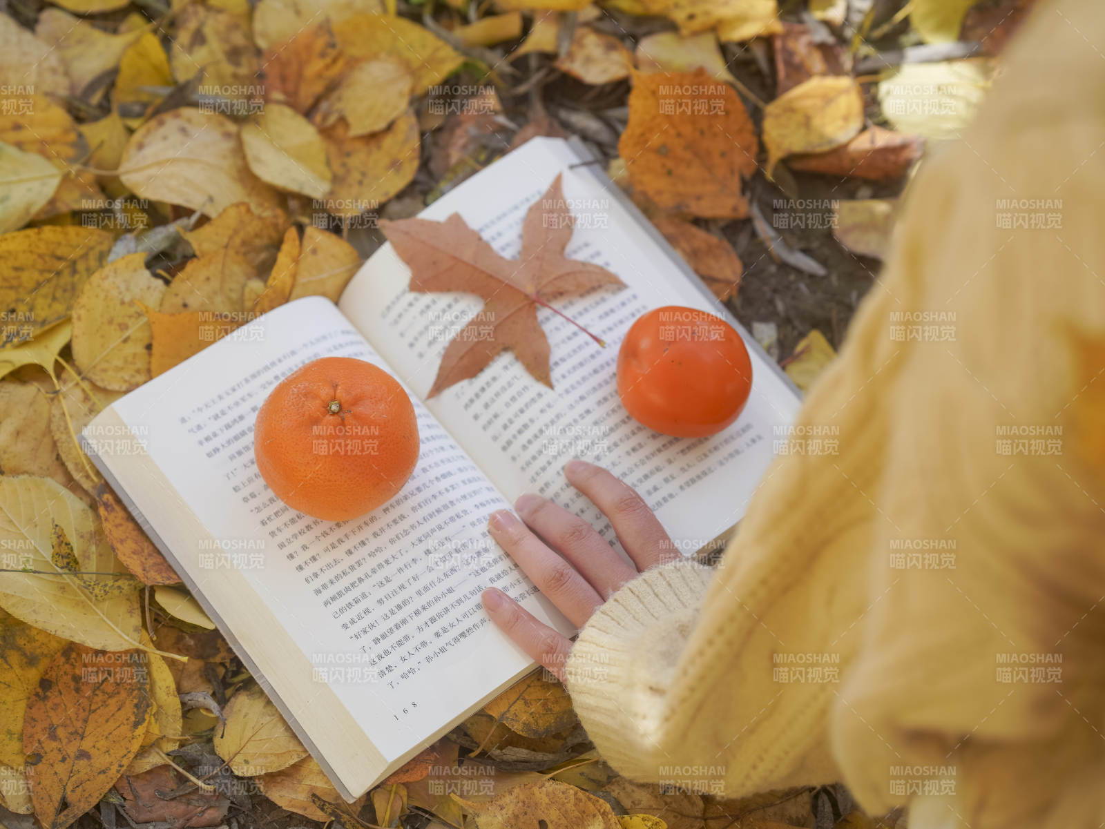 秋叶书页橙香图片
