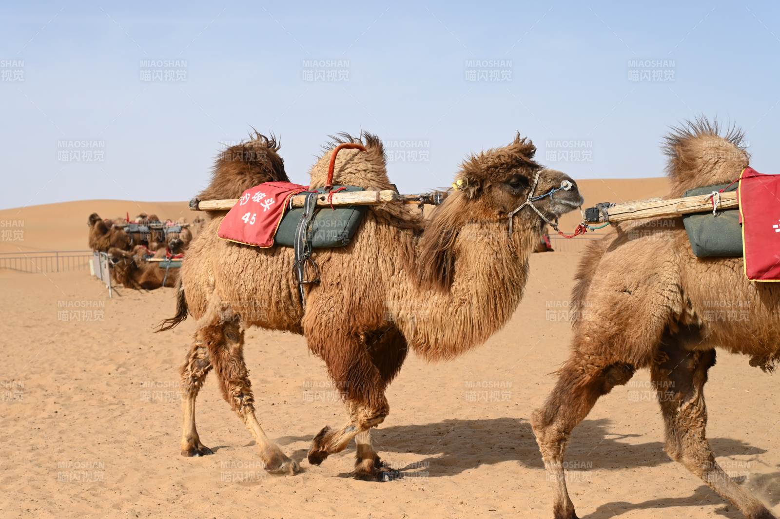 沙坡头沙漠驼队行进中图片