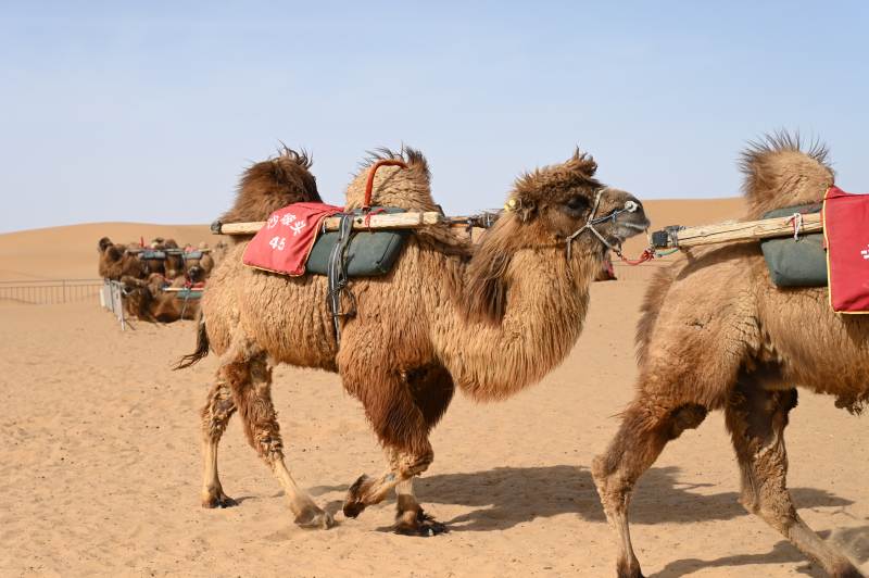 沙坡头沙漠驼队行进中图片