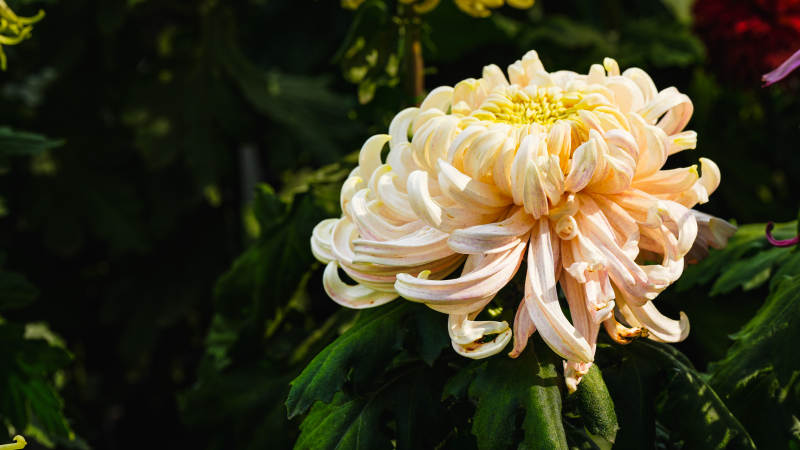 淡雅菊花绽放图片