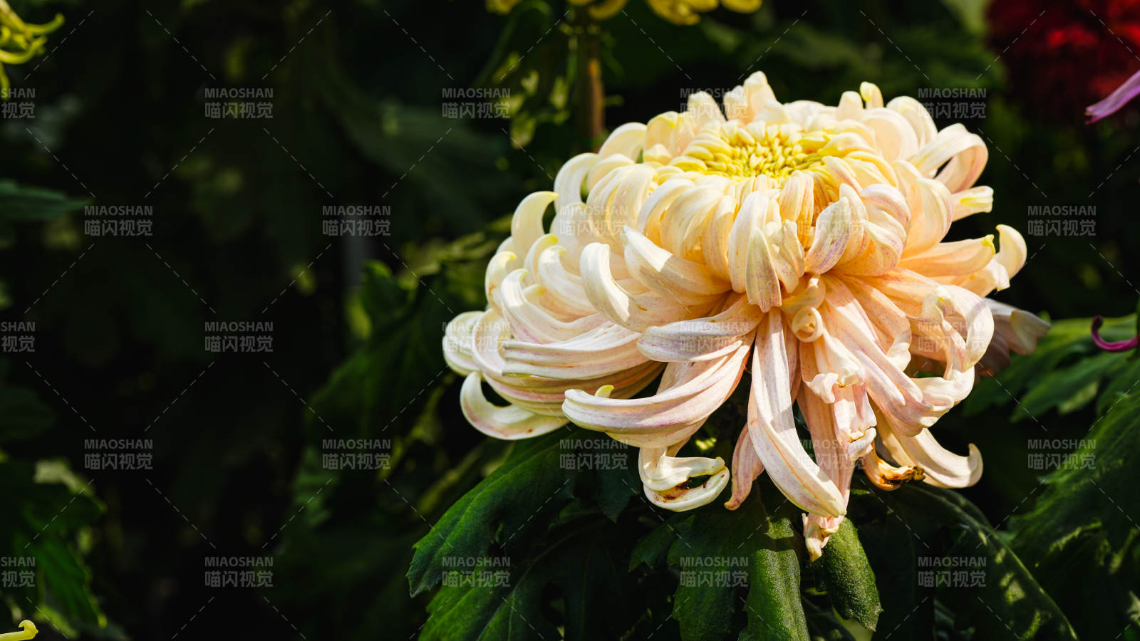 淡雅菊花绽放图片