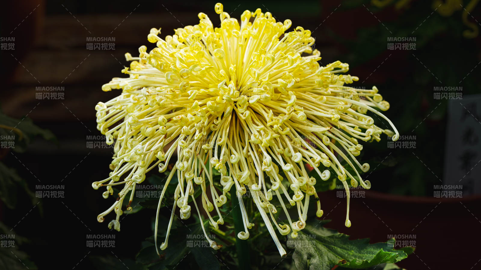 金丝菊花绽放图片