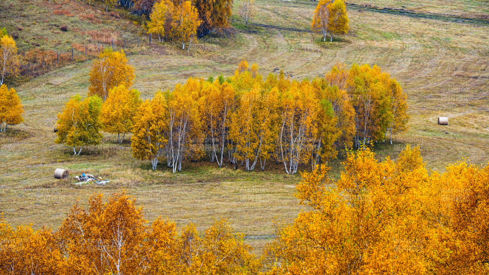 乌兰布统秋林牧羊图图片