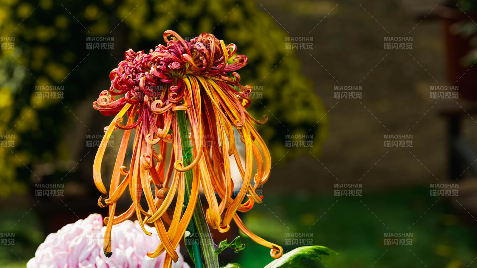 秋菊绽放 色彩斑斓图片