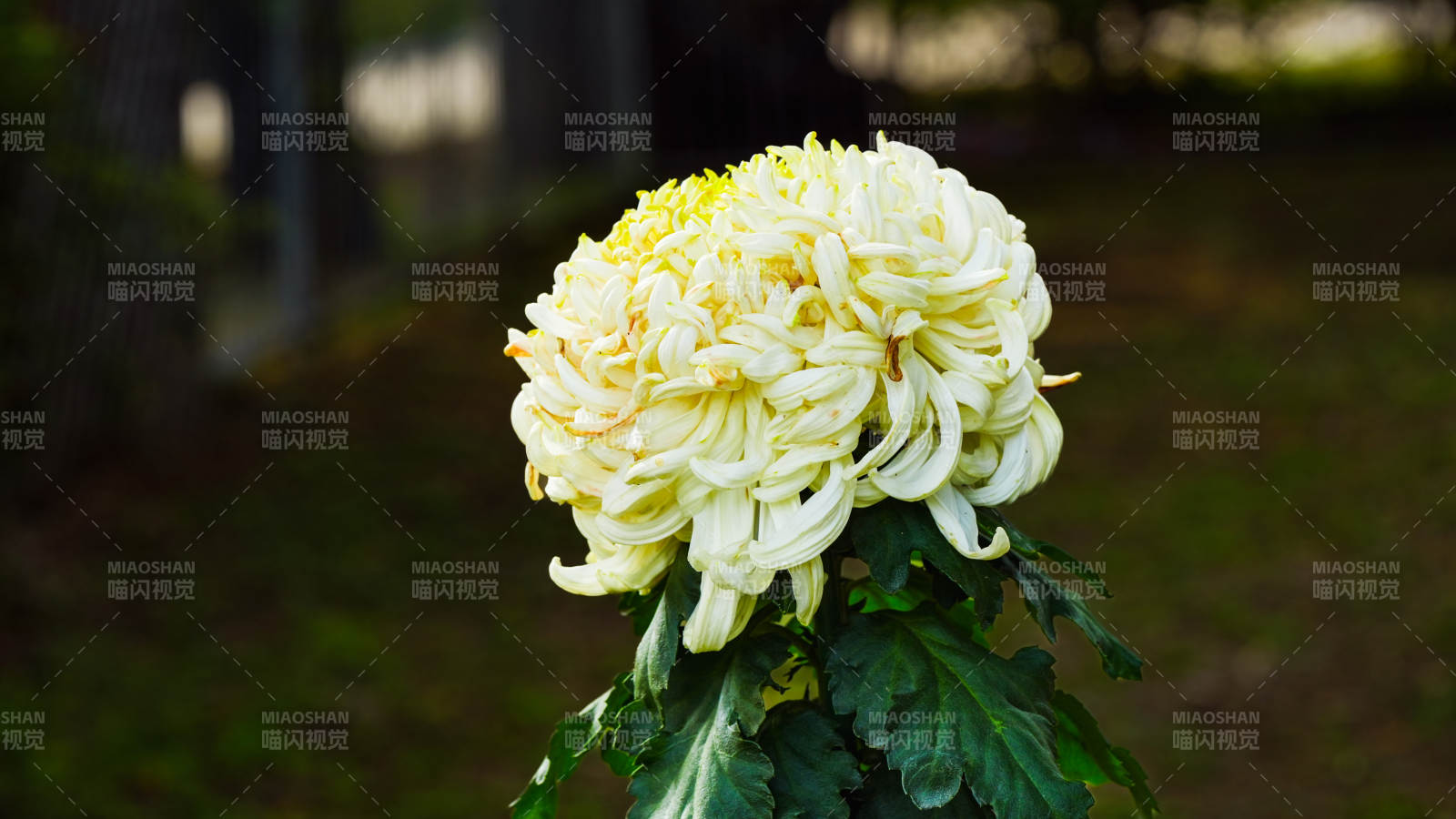 淡雅菊花绽放图片