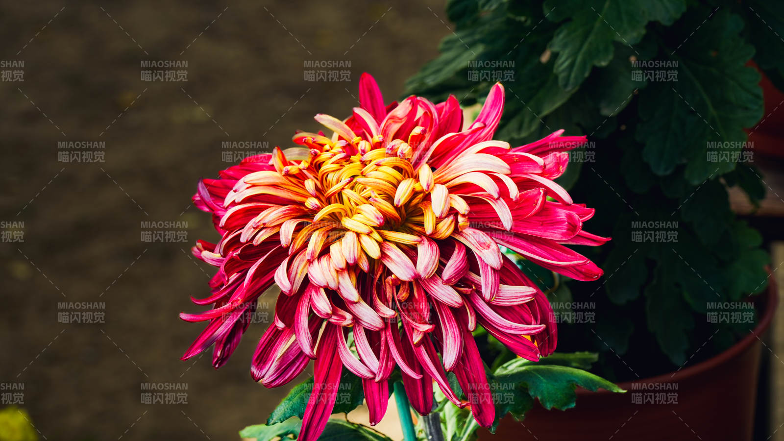 绚丽秋菊绽放图片