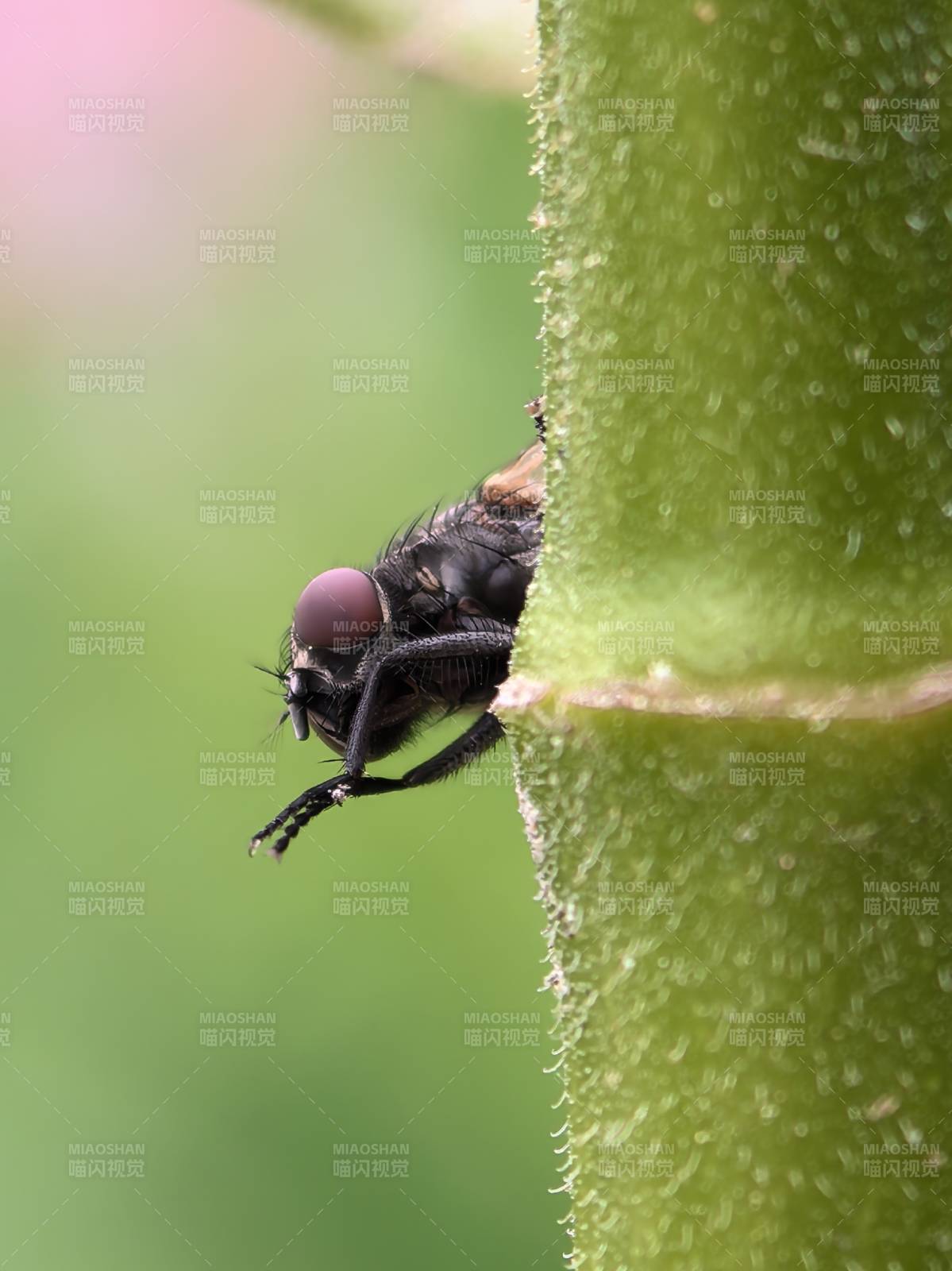 飞虫探头绿叶间图片