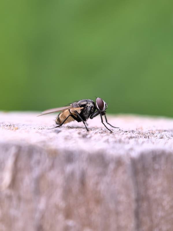 飞虫栖息木纹上图片