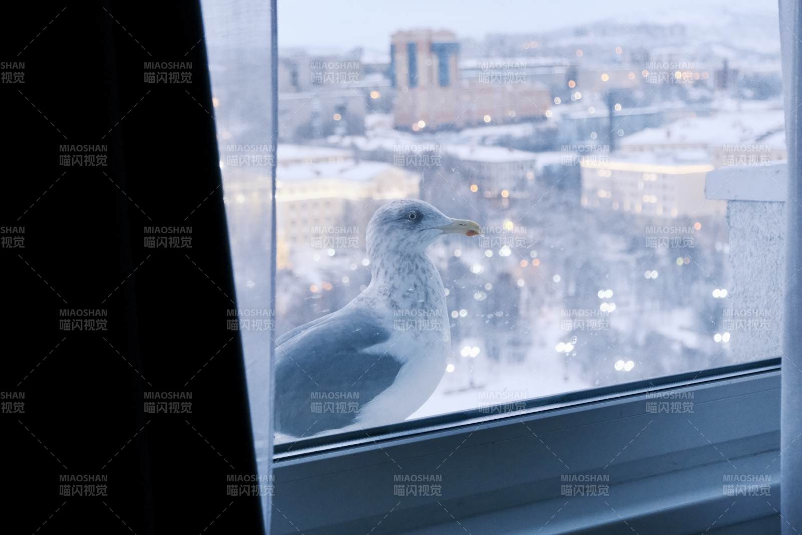 窗边的海鸥图片