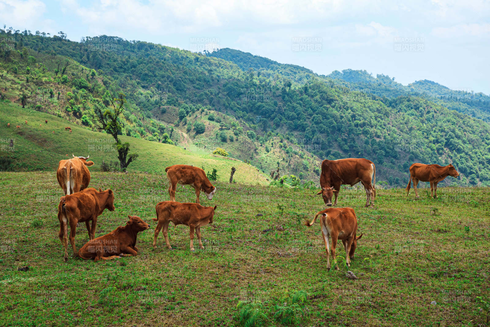 山间生态放养牛群悠闲吃草图片