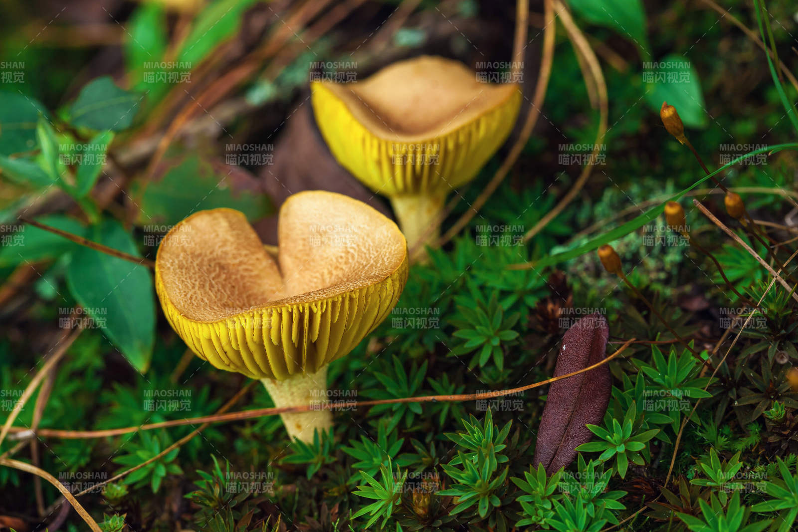 林间的天然野生菌绽放图片