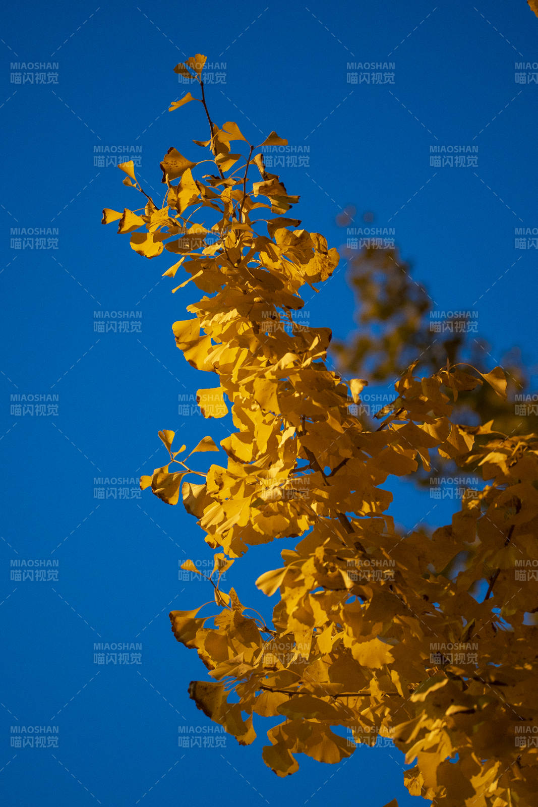 秋叶映蓝天图片