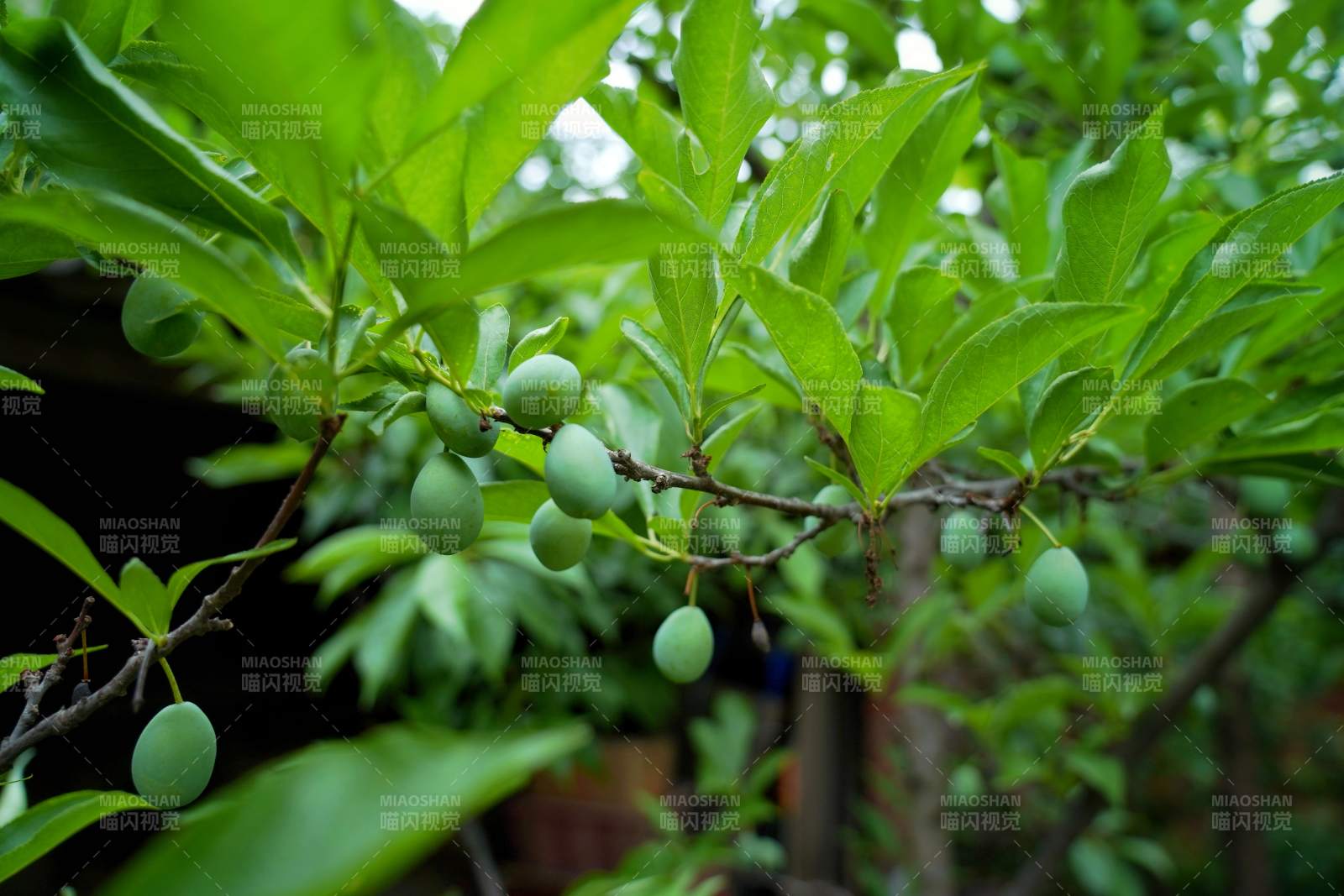 青梅挂枝头图片