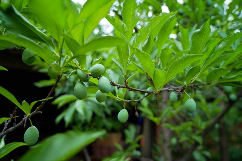 青梅挂枝头图片