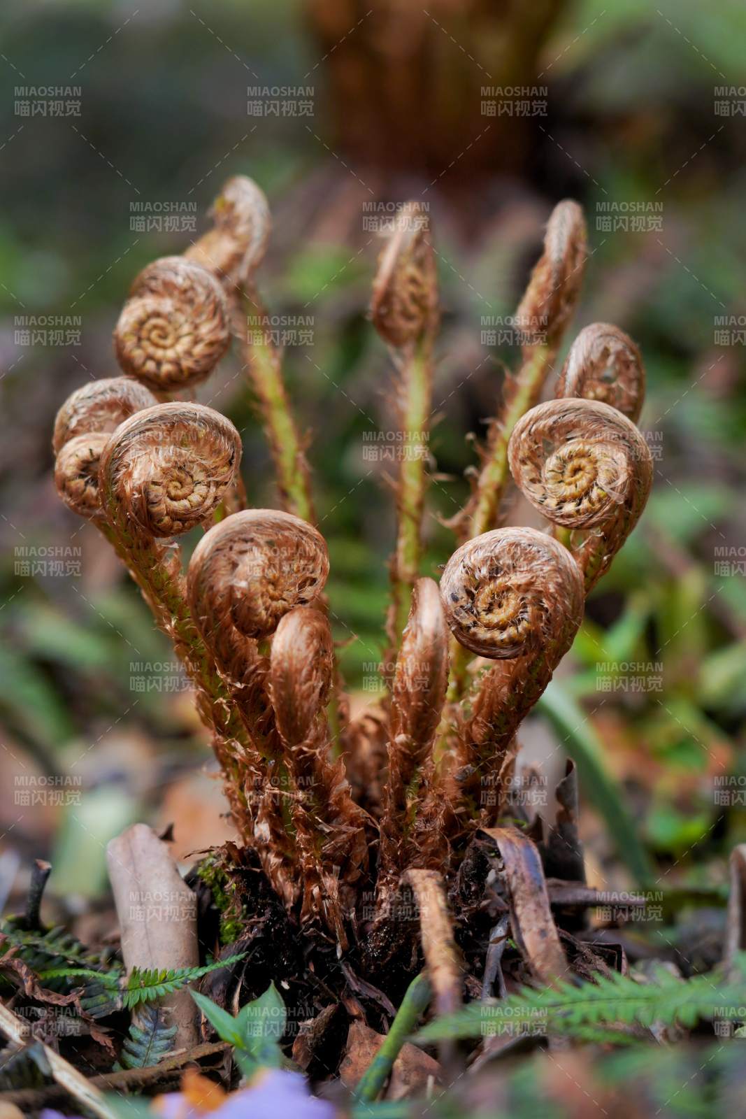 蕨类嫩芽初绽图片